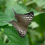 A pretty Dappled Daggerwing we found by the roadside (image by Inger Vandyke)
