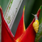 Drymaeus land snail adventure on a Heliconia flower (image by Inger Vandyke)