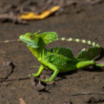 Emerald Basilisk is one of Costa Rica's most charismatic lizards (image by Inger Vandyke)