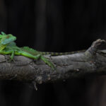 An Emerald Basilisk lounging on a branch (image by Inger Vandyke)