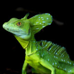 The Green Dragon! Portrait of an Emerald Basilisk (image by Inger Vandyke)