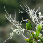 A bird of the middle and high altitudes in Costa Rica, Emerald Toucanets love lichen covered branches (image by Inger Vandyke)