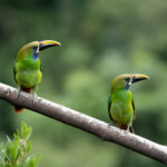 A pair of Emerald Toucanets (image by Inger Vandyke)