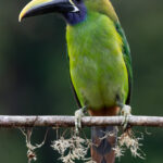 Portrait of an Emerald Toucanet (image by Inger Vandyke)