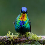 A Fiery-throated Hummingbird's throat catching the sun (image by Inger Vandyke)