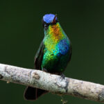 Fiery-throated Hummingbird. When their throats catch their sun it is like a rainbow (image by Inger Vandyke)