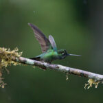 A Fiery-throated Hummingbird takes an aggressive pose (image by Inger Vandyke)