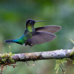 A Fiery-throated Hummingbird in flight (image by Inger Vandyke)