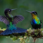 Fiery-throated Hummingbirds face off over females (image by Inger Vandyke)