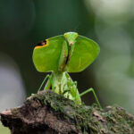 A stunning Fine-dendiculated (or Peruvian Shield) Mantis (image by Inger Vandyke)