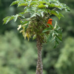 A Flame-coloured Tanager in a fruiting tree (image by Inger Vandyke)