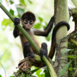 A bold Geoffroy's Spider Monkey perched on a palm seed cluster (image by Inger Vandyke)