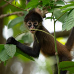 A baby Geoffroy's Spider Monkey playing with a branch (image by Inger Vandyke)