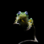 Ghost Glass Frog, one of the most difficult to find and photograph frogs in Costa Rica (image by Inger Vandyke)