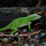 A Giant Green Anole takes a break from digging his nesting cavity (image by Inger Vandyke)