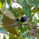 A Golden-hooded Tanager alarm calling after spotting a nearby Central American Pygmy Owl (image by Inger Vandyke)