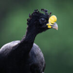 Portrait of a male Great Curassow (image by Inger Vandyke)
