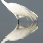 The elegant aigrette feathers of a Great Egret (image by Inger Vandyke)