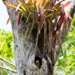 A Great Green Macaw on the nest below a giant bromeliad (image by Inger Vandyke)