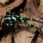 Stunning residents of the forest floor, tiny Green & Black Poison Dart frogs really make you watch your step in Costa Rica (image by Inger Vandyke)