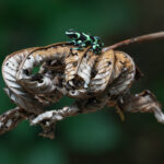 A Green & Black Poison Dart Frog sitting on a dead Cecropia leaf (image by Inger Vandyke)