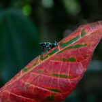 A tiny Green & Black Poison Dart frog sitting on a colourful Croton leaf (image by Inger Vandyke)