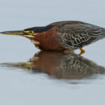 Green Heron hunting with reflection (image by Inger Vandyke)