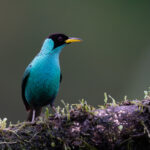 Stunning Green Honeycreeper is a Costa Rican rainforest jewel (image by Inger Vandyke)