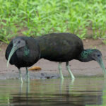 A pair of Green Ibises on the shore of the Rio Frio (image by Inger Vandyke)