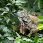 Green Iguanas might be proof that we still live amongst dinosaurs (image by Inger Vandyke)