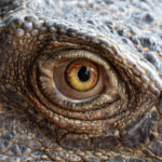 The eye of a dinosaur, or Green Iguana (image by Inger Vandyke)