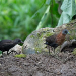 A White-throated Crake with its chick. These tiny crakes are normally so shy but Costa Rica is the best place to photograph them if you are quiet and patient (image by Inger Vandyke)