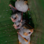 Adorable baby Honduran White Bats (image by Inger Vandyke)