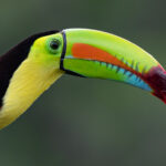 Can you ever have too many photos of Keel-billed Toucans? (image by Inger Vandyke)