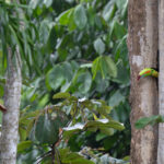 A Keel-billed Toucan at its nest (image by Inger Vandyke)