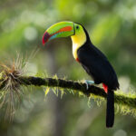 Keel-billed Toucan portrait (image by Inger Vandyke)