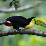 A Keel-billed Toucan watches its back as it approaches a nesting cavity with fruit for its young (image by Inger Vandyke)
