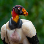 King Vultures would have to be the most beautiful vultures in the world (image by Inger Vandyke)