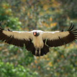 A King Vulture comes into land (image by Inger Vandyke)