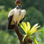 A regal King Vulture perches on a tree stump with a bromeliad. The carunculations on their heads are truly spectacular (image by Inger Vandyke)