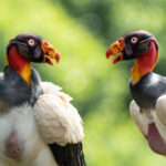 There's only one thing better than one King Vulture and that's a pair (image by Inger Vandyke)