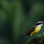 Trailing moth dust, a Kiskadee tries to shake a moth to death before he has it for breakfast! (image by Inger Vandyke)