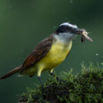 A Kiskadee feasting on a moth (image by Inger Vandyke)