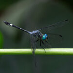 Knob-tailed Dragonfly in a rainforest pool (image by Inger Vandyke)