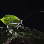 Costa Rica's rainforests are filled with the wildest insects that camouflage themselves as leaves like this Crenulata Sylvan Leaf Katydid (image by Inger Vandyke)