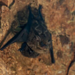 A mother Long-nosed Proboscis bat with her baby (image by Inger Vandyke)