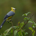 Gorgeous Long-tailed Silky Flycatchers in the cloud forests of Costa Rica (image by Inger Vandyke)