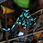 A pair of male Green & Black Poison Dart frogs tussle over territory (image by Inger Vandyke)