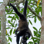 A male Mantled Howler reaches down to snack on leaves (image by Inger Vandyke)