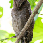 A tiny Middle American Screech Owl at a day roost (image by Inger Vandyke)